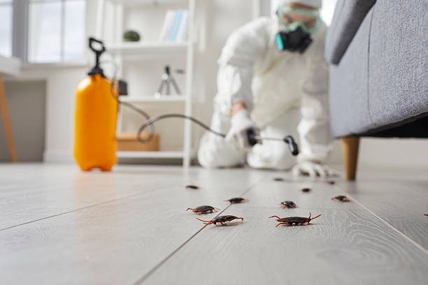 Affordable Termite Control solutions in Moscow, ID